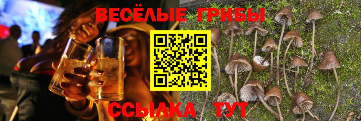 Псилоцибиновые грибы Cubensis  Галлюциногенные грибы прущие грибы  Истра  Вход с VPN 